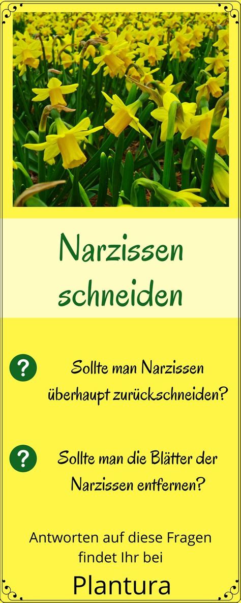 Diese anleitung erklärt den idealen zeitpunkt für wann und wie sie am besten ihre rosen schneiden. Narzissen schneiden: Wann und wie zurückschneiden ...