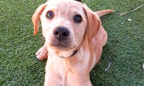 For that reason, we hold our rescue partners to the highest standards. San Diego-based puppies up for adoption