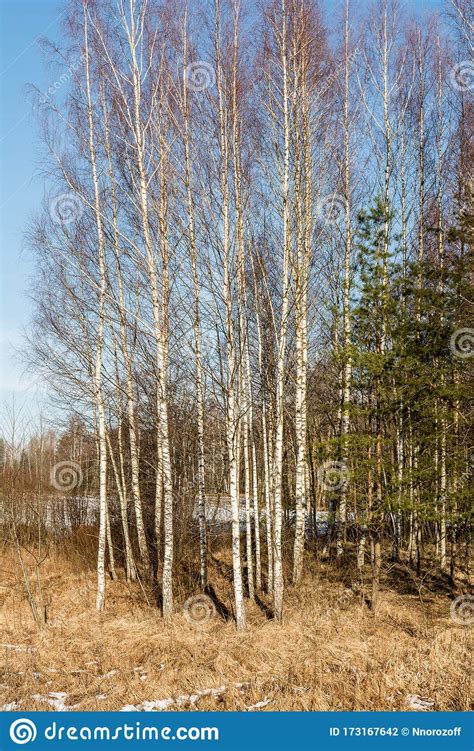 Early Spring Landscape In The Forest Where White Birches Green Pine