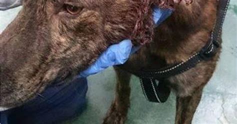 Rescued Animal Had Ear Torn Off After Being Used As Dog