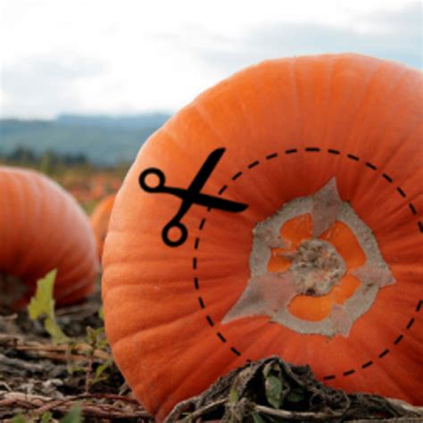 Reasons To Cut Your Pumpkin From The Bottom Hubpages