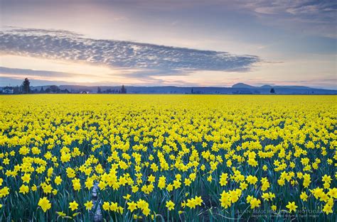 Skagit Valley Daffodils Snow Geese Spring Pacific Northwest