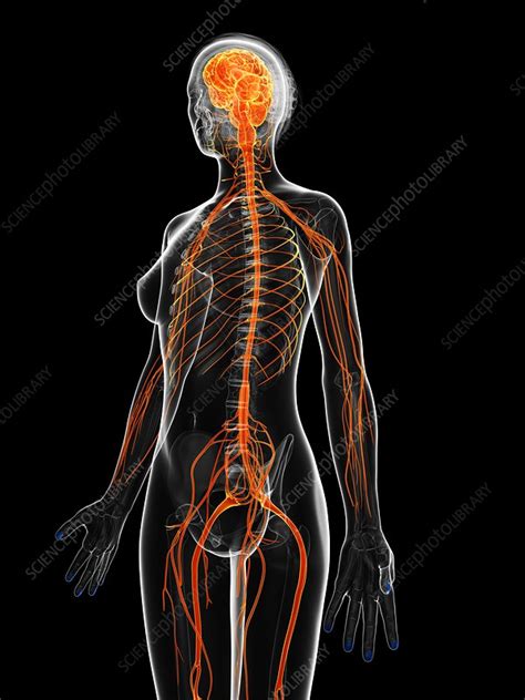 Female Nervous System Artwork Stock Image F0095377 Science