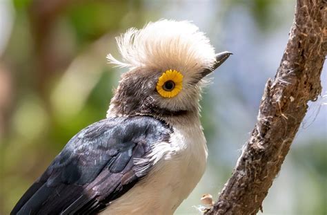 25 Fabulous Birds With Mohawks Bird Advisors