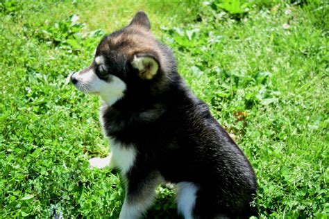 pomsky puppies  sale  reputable dog breeders