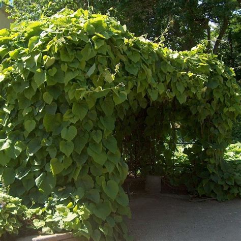 Herbal preparations have been used for various ailments and to ease the pain of childbirth, however these plants are highly toxic. 5+ Aristolochia Durior ( Dutchman's Pipe ) seeds