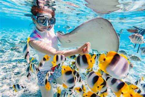 Diving In Bora Bora Aquatic Discovery By Snorkeling Or Scuba Diving