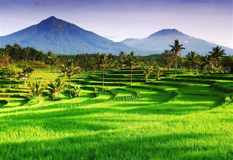 java indonesia natural landmarks rice terraces indonesia