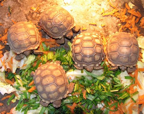 Sw England Baby Sulcata Tortoises For Sale Reptile Forums