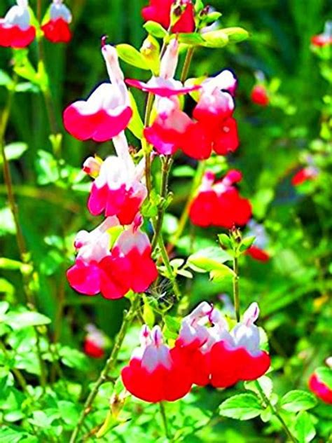Repeat as new growth develops. Hot Lips Salvia Live Plant Garden Outdoor Indoor Yard | Etsy | Hot lips plant, Salvia, Sage plant