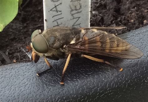 Female Dark Giant Horse Fly From Scotland Whats That Bug