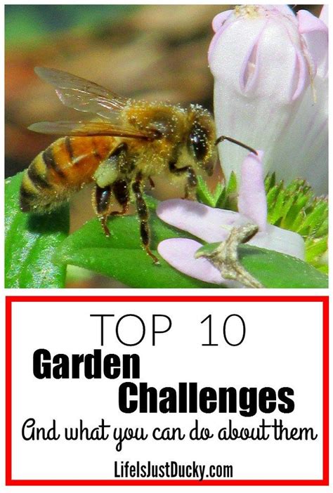 10 Top Garden Challenges And What To Do About Them Garden Pests