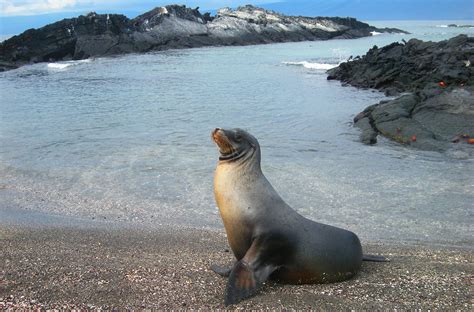 Firstly, seals and sea lions have completely different ears. Sea Lion Free Stock Photo - Public Domain Pictures