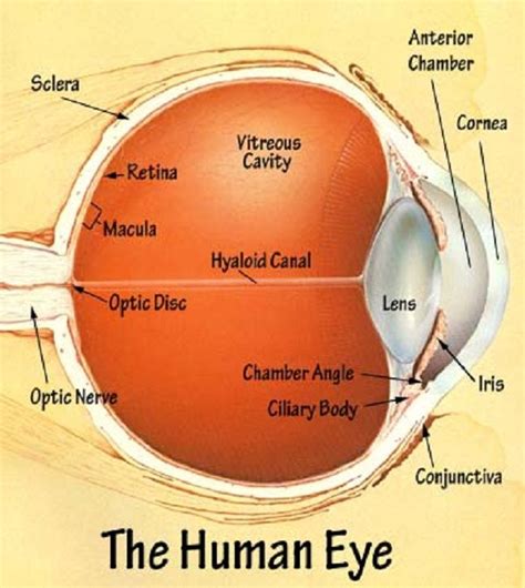 Human Eye Diagram Ks2 Human Eye Diagram Ks2