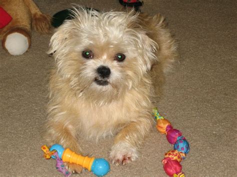 Shorkie Mix Shih Tzu Yorkie Cute And Smart Awesome Pooch Cute