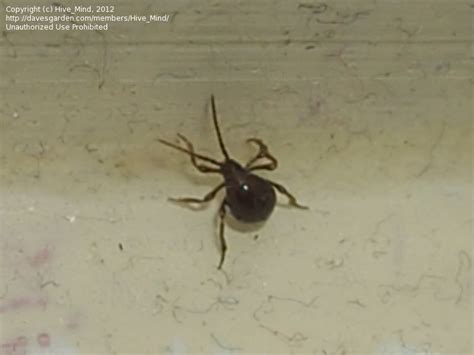And they feed on your saved foods lowering its quality. Insect and Spider Identification: CLOSED: What is this ...