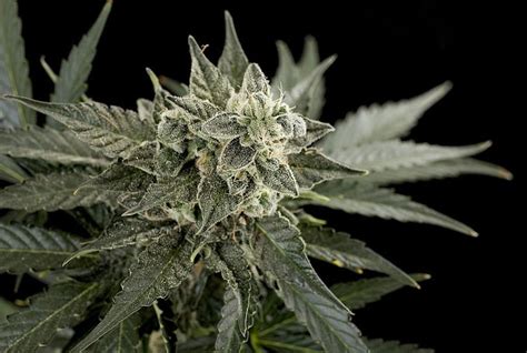 This gives us the ability to offer competitive financing options, as you look to step into that. Roadrunner 2 Autofloraison - Informations De Variété ...