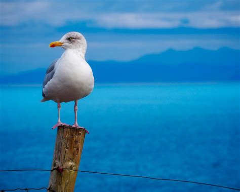 1280x1024 Seagull Birds Hd Wallpaper1280x1024 Resolution Hd 4k