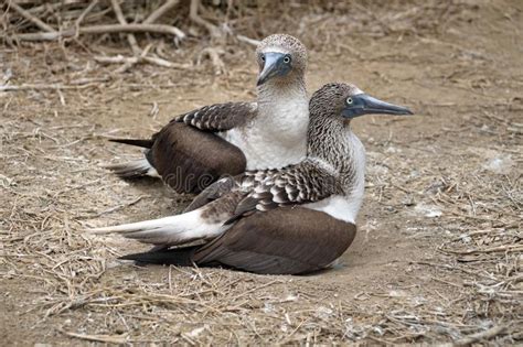 Blue Footed Boobies Sitting On A Nest Stock Image Image Of Machalilla Mating 156808723
