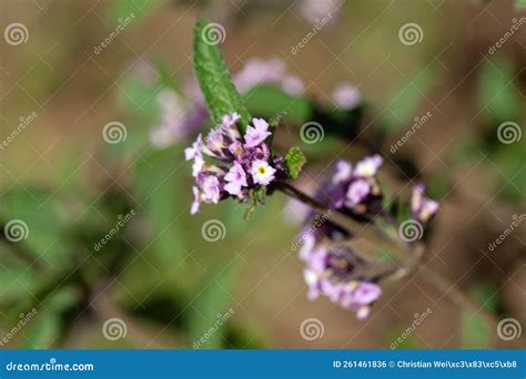 Flower Of The Shrub Verbena Lantana Trifolia Stock Photo Image Of