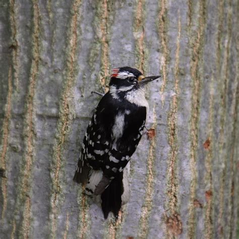 Woodpeckers In Alaska See All 7 Species In This State