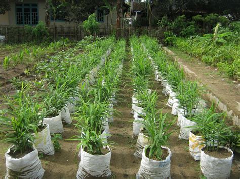 Cara Budidaya Lombok Jambu Kristal Budidaya Buah Didalam Alumni Usaha