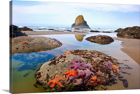 Starfish And Rock Formations Along Indian Beach Oregon Coast Wall Art