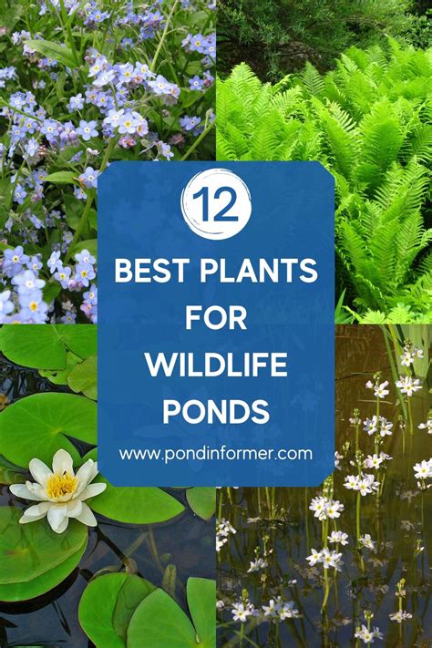 Best Plants For Wildlife Ponds 2023 Updated Artofit