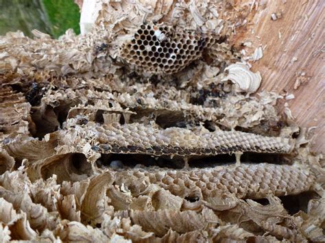 Trogtrogblog Wasp Nest