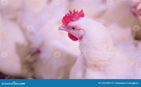 Poultry Farm With Broiler Breeder Chicken Stock Image Image Of