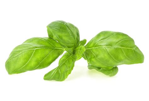 Fresh Green Leaf Of Basil Isolated On White Background Stock Image