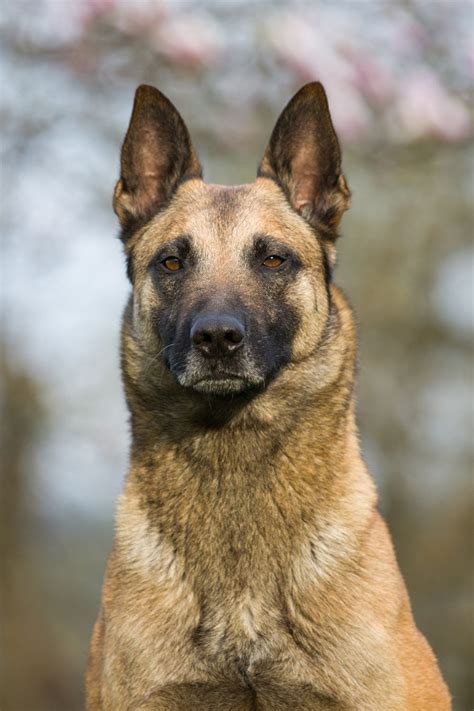 Was ist typisch für den deutschen schäferhund? Schäferhund Charakter - Schäferhund Wesen - Was macht den ...