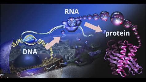 Understand Central Dogma Of Molecular Biology Dna To Rna To Protein