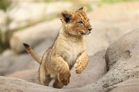 Photoshoot Of The Cute Kind Lion Cubs Make Debut In Australian Zoo