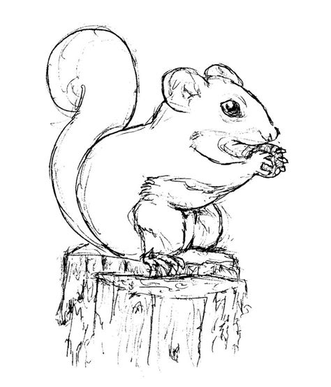 Welcome to our supersite for interactive & printable online coloring pages! Free Printable Squirrel Coloring Pages For Kids