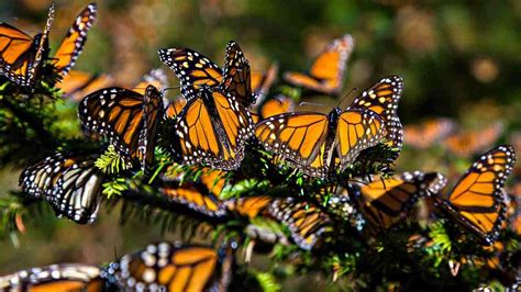 Monarch Butterfly Numbers Soar Since Last Year At Migration Grounds In
