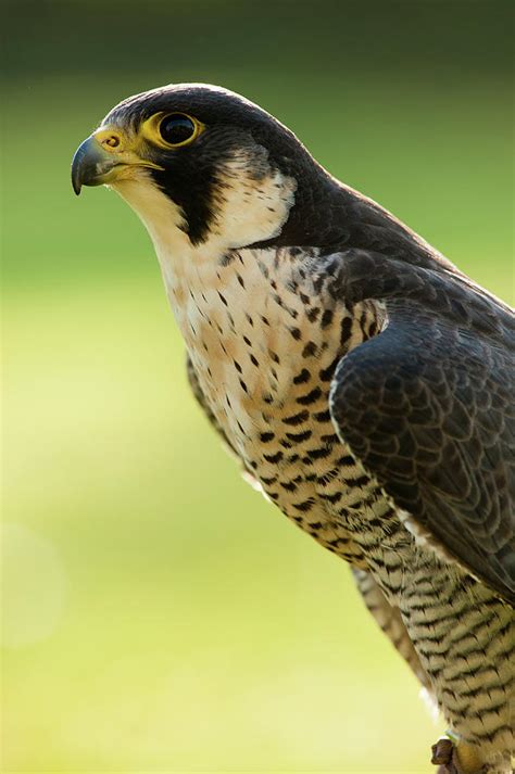 Females are bigger than males. Peregrine Falcon Falco Peregrinus Photograph by Olaf Broders