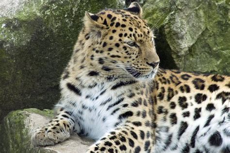 Amur Leopard Panthera Pardus Orientalis Stock Image Image Of Pardus