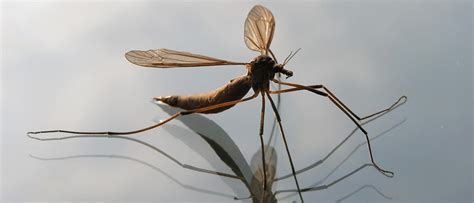 Mosquito Species In Nh Peepsburghcom
