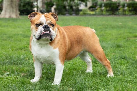 Are English Bulldogs Outside Dogs