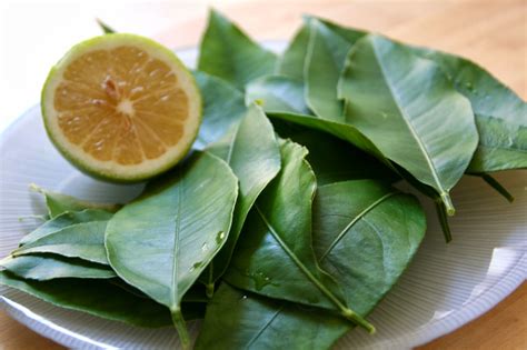 My meyer lemon is about seven feet tall and is covered with. WHY IS MY LEMON TREE DROPPING LEAVES? |The Garden of Eaden