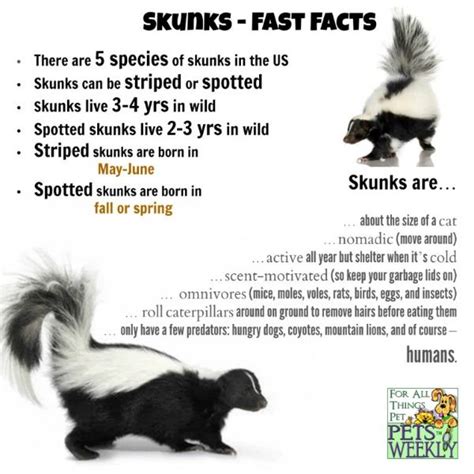 Fun Facts About Skunks