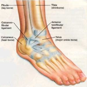 Feet human anatomy bones tendons ligaments. Ankle Injury - Physio Dublin - Laurel Lodge Physiotherapy, Dublin 15 - 01 8249585