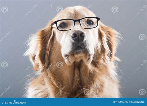 Golden Retriever Dog Wearing Glasses Stock Image Image Of Golden