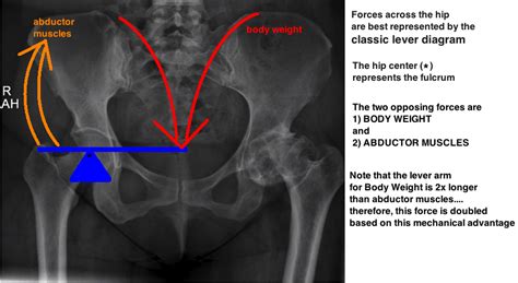 Biomechanics — Hip And Knee Book