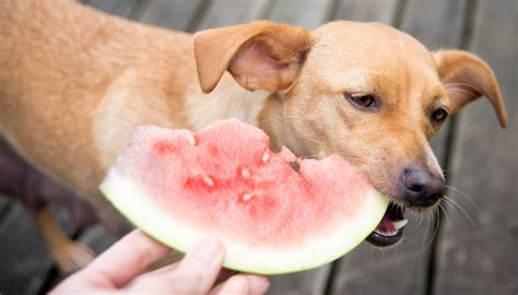 How to give guava to your dog? 6 Best Fruits Dogs Can Eat and Likely Must (according to ...