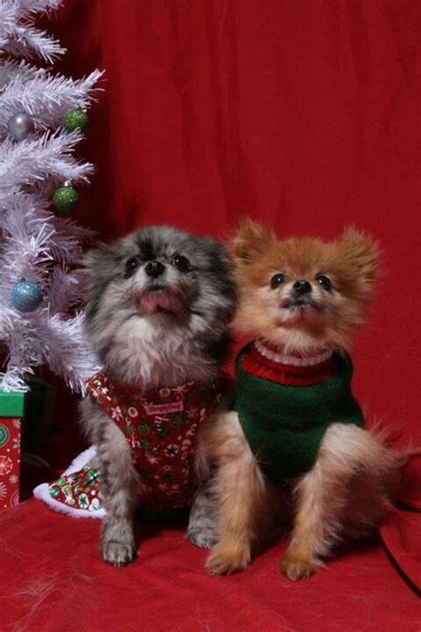 Pomeranians Emma Grace And Rayedar With Christmas With Christmas Couture