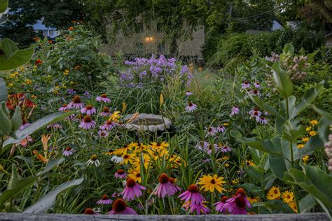 How prairie planting can transform your garden this summer