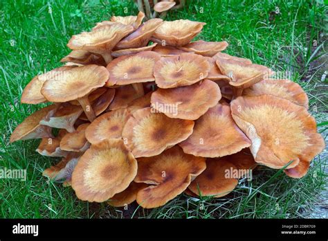 Ringless Honey Fungus Armillaria Tabescens Stock Photo Alamy