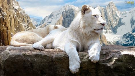 Leão Branco Tudo Sobre Animais